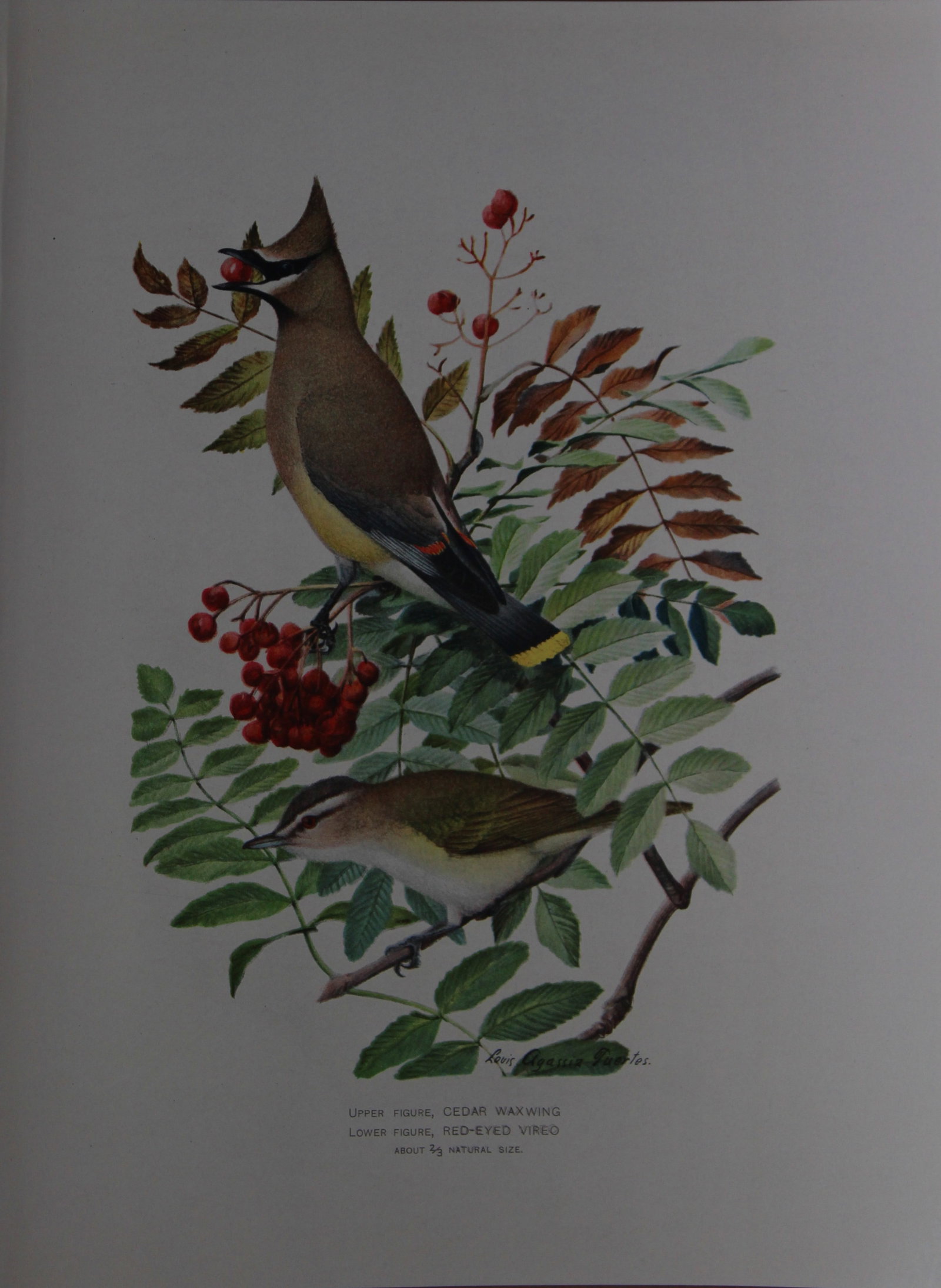 L Agassiz Fuertes - Chromolithograph of Waxwing and Vireo from Birds of New York 1903: This original antique chromolithograph is by Louis Agassiz Fuertes for The Forest, Fish and Game Commission, Albany, New York 1903.Size: approximately 9.5in x 12in