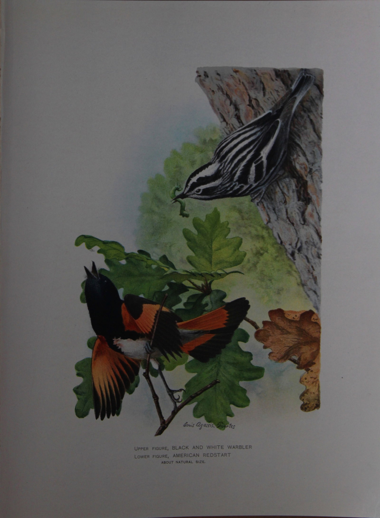 L Agassiz Fuertes - Chromolithograph of Warbler and Redstart from Birds of New York 1903: This original antique chromolithograph is by Louis Agassiz Fuertes for The Forest, Fish and Game Commission, Albany, New York 1903.Size: approximately 9.5in x 12in