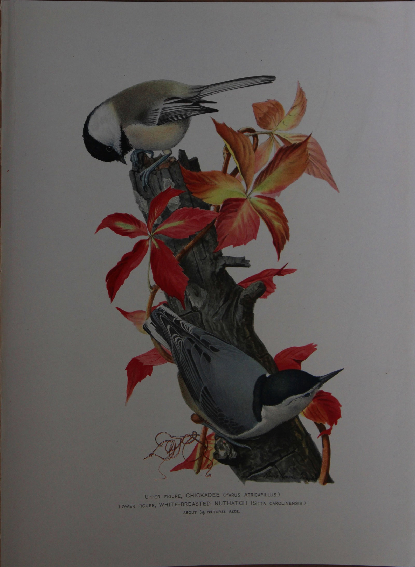 L Agassiz Fuertes - Chromolithograph of Chickadee and Nuthatch from Birds of New York 1903: This original antique chromolithograph is by Louis Agassiz Fuertes for The Forest, Fish and Game Commission, Albany, New York 1903.Size: approximately 9.5in x 12in
