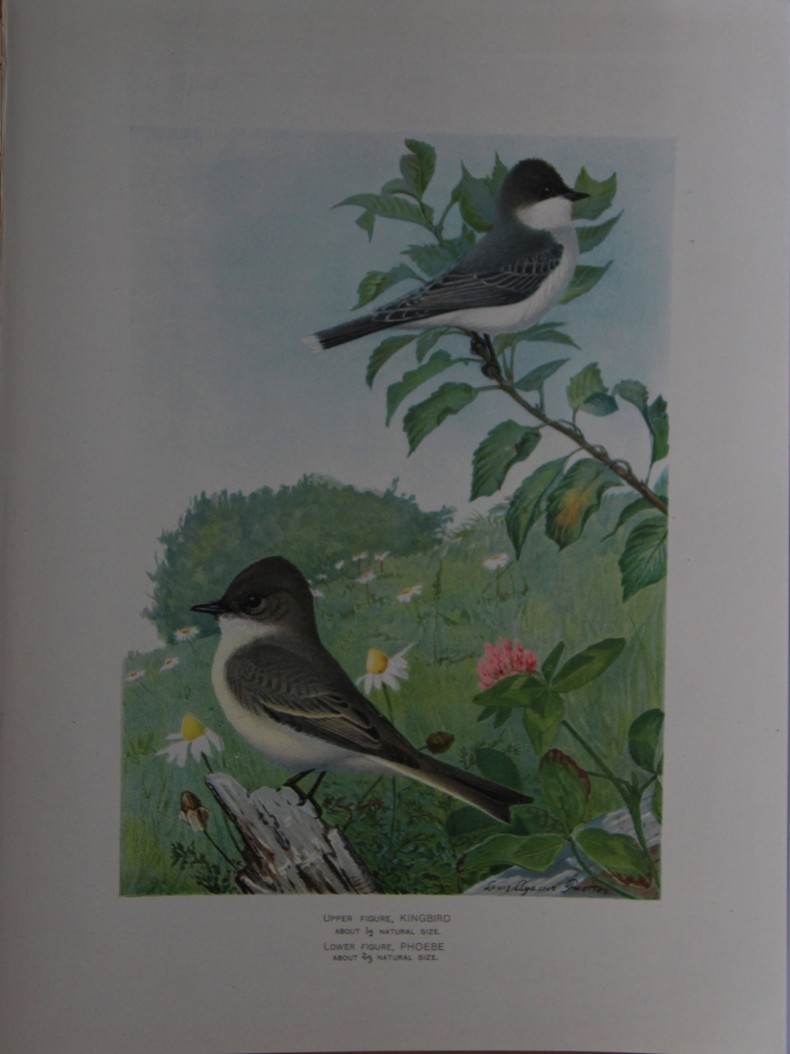 L Agassiz Fuertes - Chromolithograph of Kingbird and Phoebe from Birds of New York 1903: This original antique chromolithograph is by Louis Agassiz Fuertes for The Forest, Fish and Game Commission, Albany, New York 1903.Size: approximately 9.5in x 12in