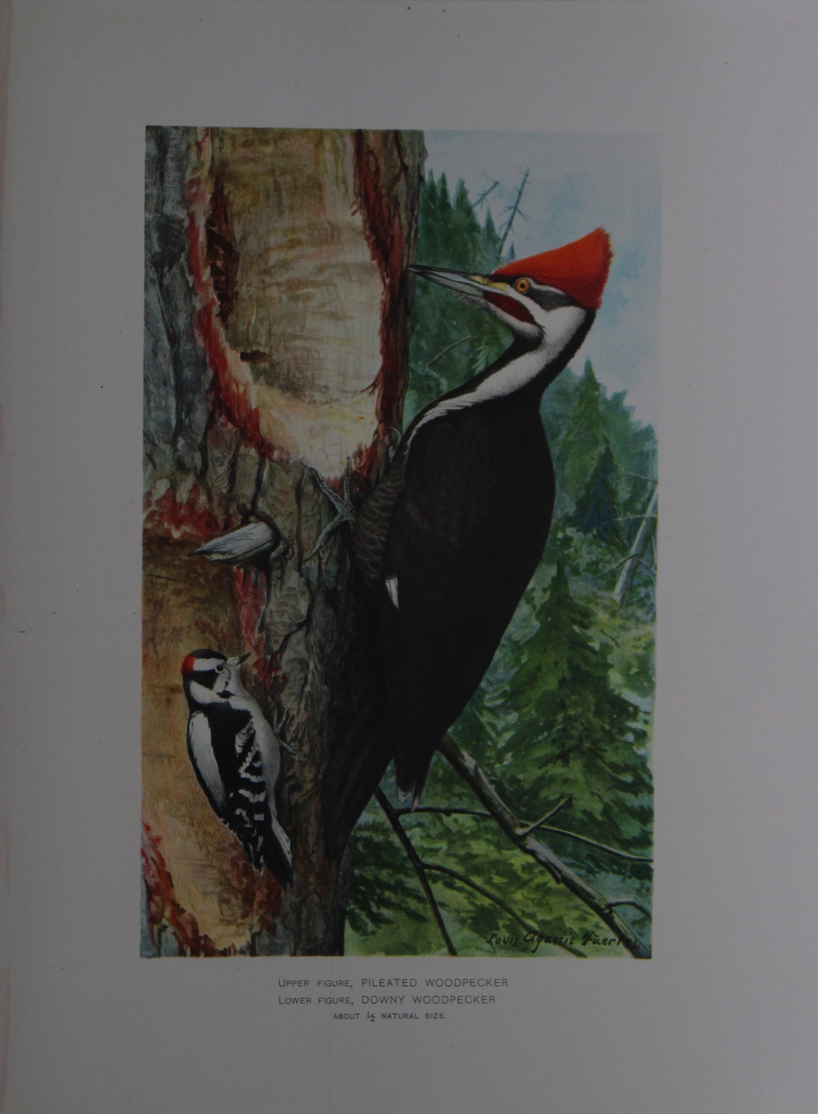 L Agassiz Fuertes - Chromolithograph of Pileated and Downy Woodpeckers from Birds of New York 1903: This original antique chromolithograph is by Louis Agassiz Fuertes for The Forest, Fish and Game Commission, Albany, New York 1903.Size: approximately 9.5in x 12in