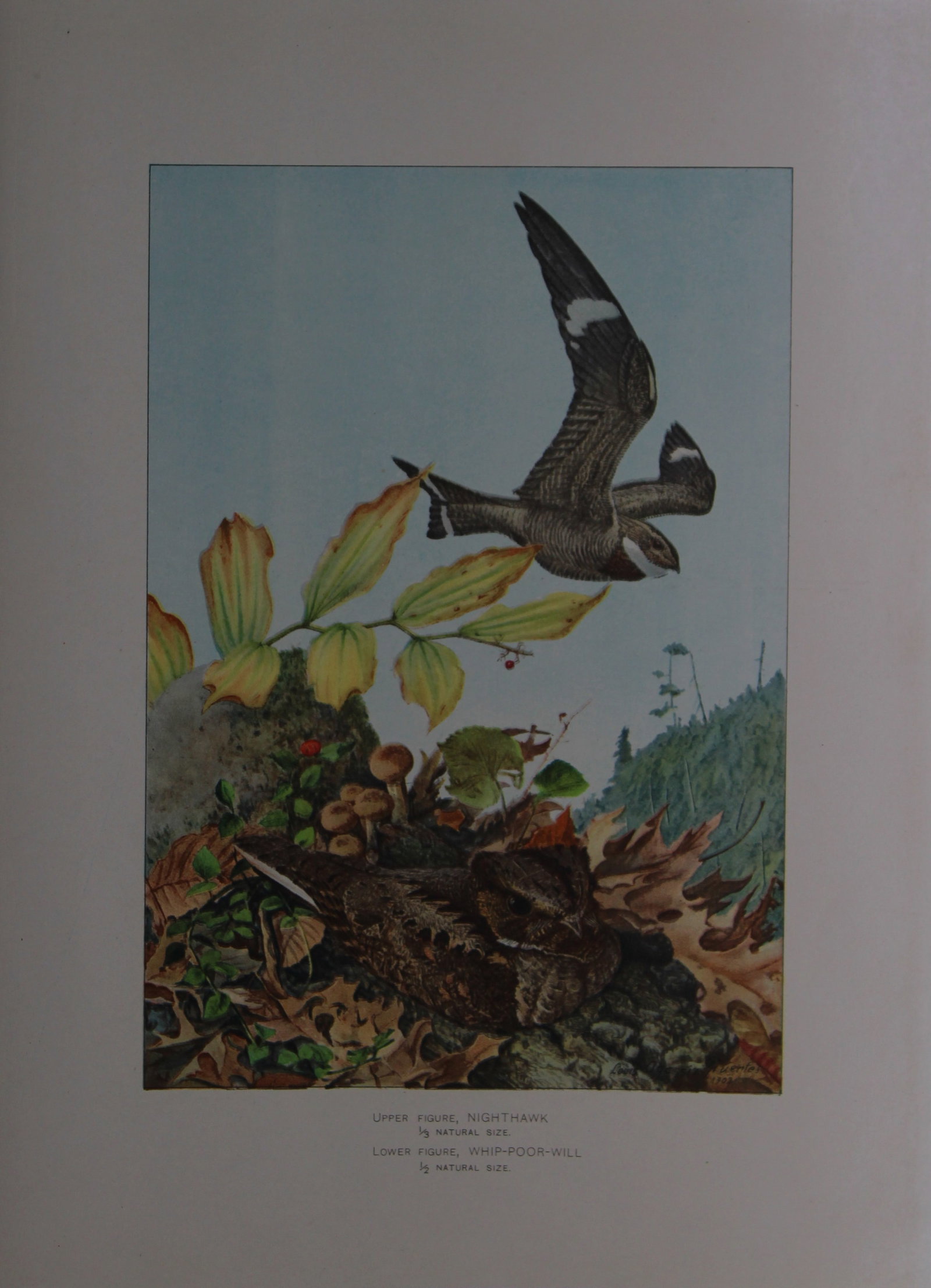 L Agassiz Fuertes - Chromolithograph of Nighthawk and Whippoorwill from Birds of New York 1903: This original antique chromolithograph is by Louis Agassiz Fuertes for The Forest, Fish and Game Commission, Albany, New York 1903.Size: approximately 9.5in x 12in