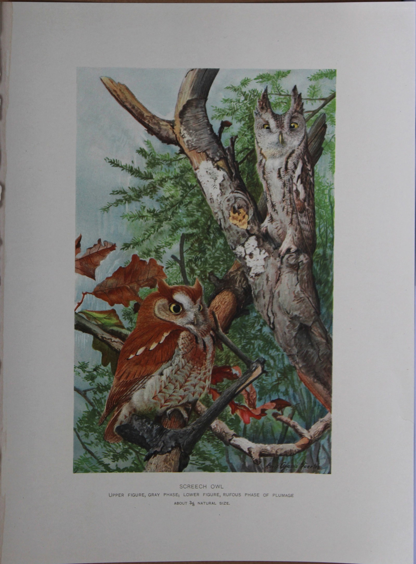 L Agassiz Fuertes - Chromolithograph of Screech Owl from Birds of New York 1903: This original antique chromolithograph is by Louis Agassiz Fuertes for The Forest, Fish and Game Commission, Albany, New York 1903.Size: approximately 9.5in x 12in