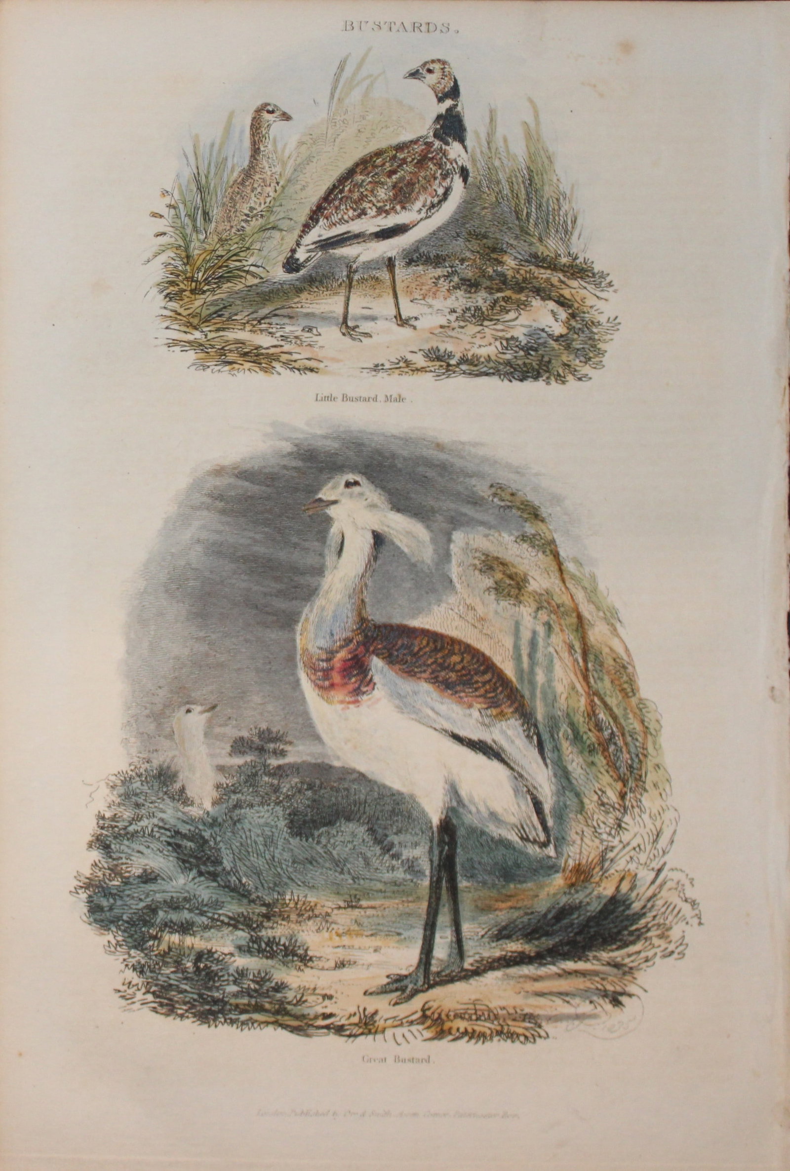 Charles Partington - Hand coloured engraving of Bustards 1835: This hand-coloured steel engraving is from The British Cyclop?dia of Natural History combining a scientific classification of animals, plants and minerals; with a popular view of their habits, economy