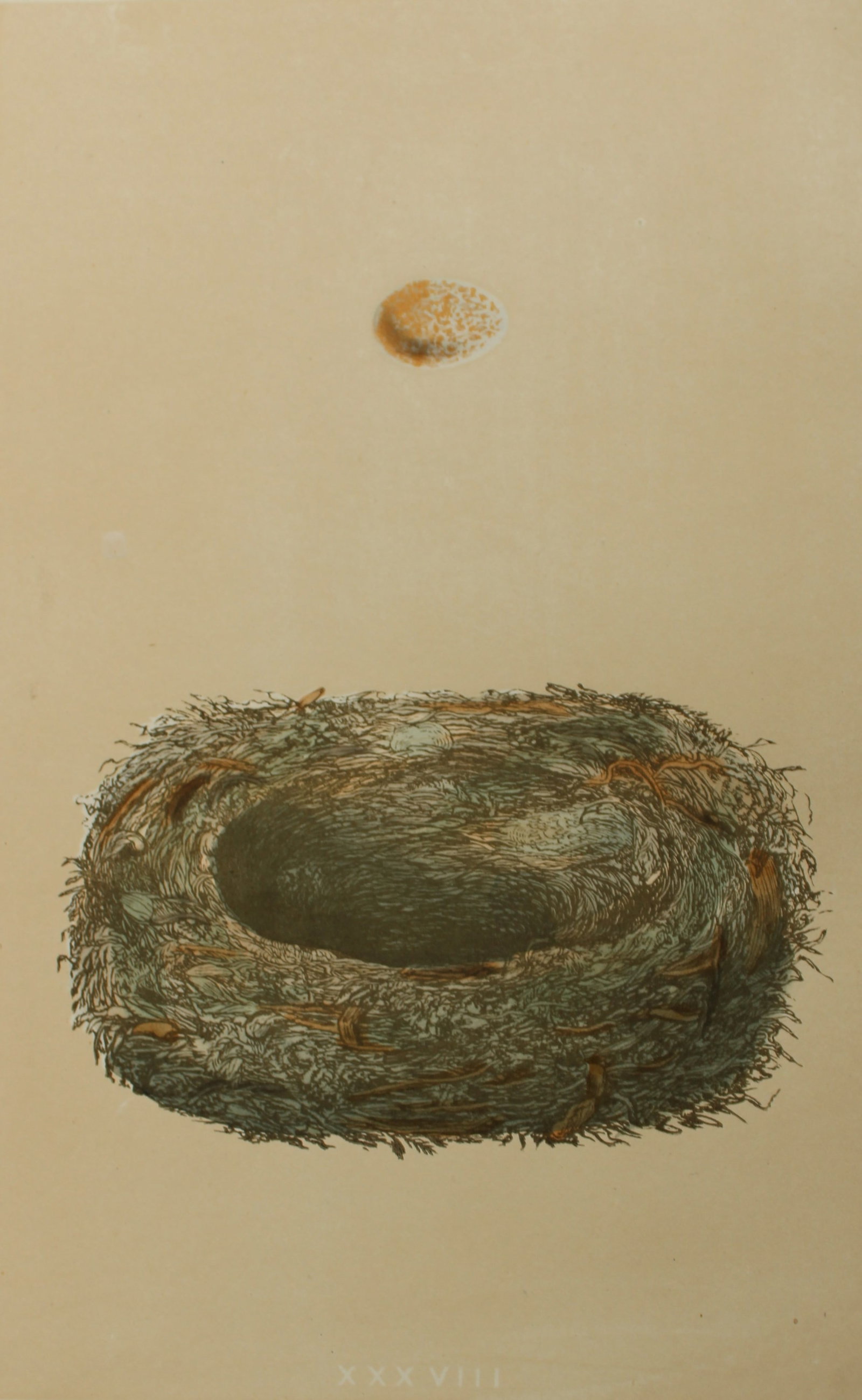 Rev FO Morris - Nest and Egg of the Spotted Flycatcher 1875 (1 of 1)