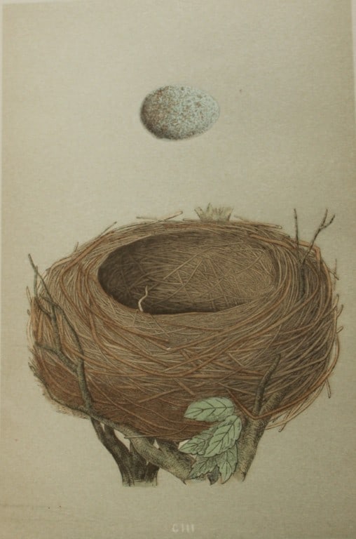 Rev FO Morris - Nest and Egg of the Blackbird 1875: This antique chromolithograph print is from A Natural History of the Nests and Eggs of British Birds by the Rev. F.O. Morris. Published by George Bell and Sons, London 1875. Second edition.Drawn and e