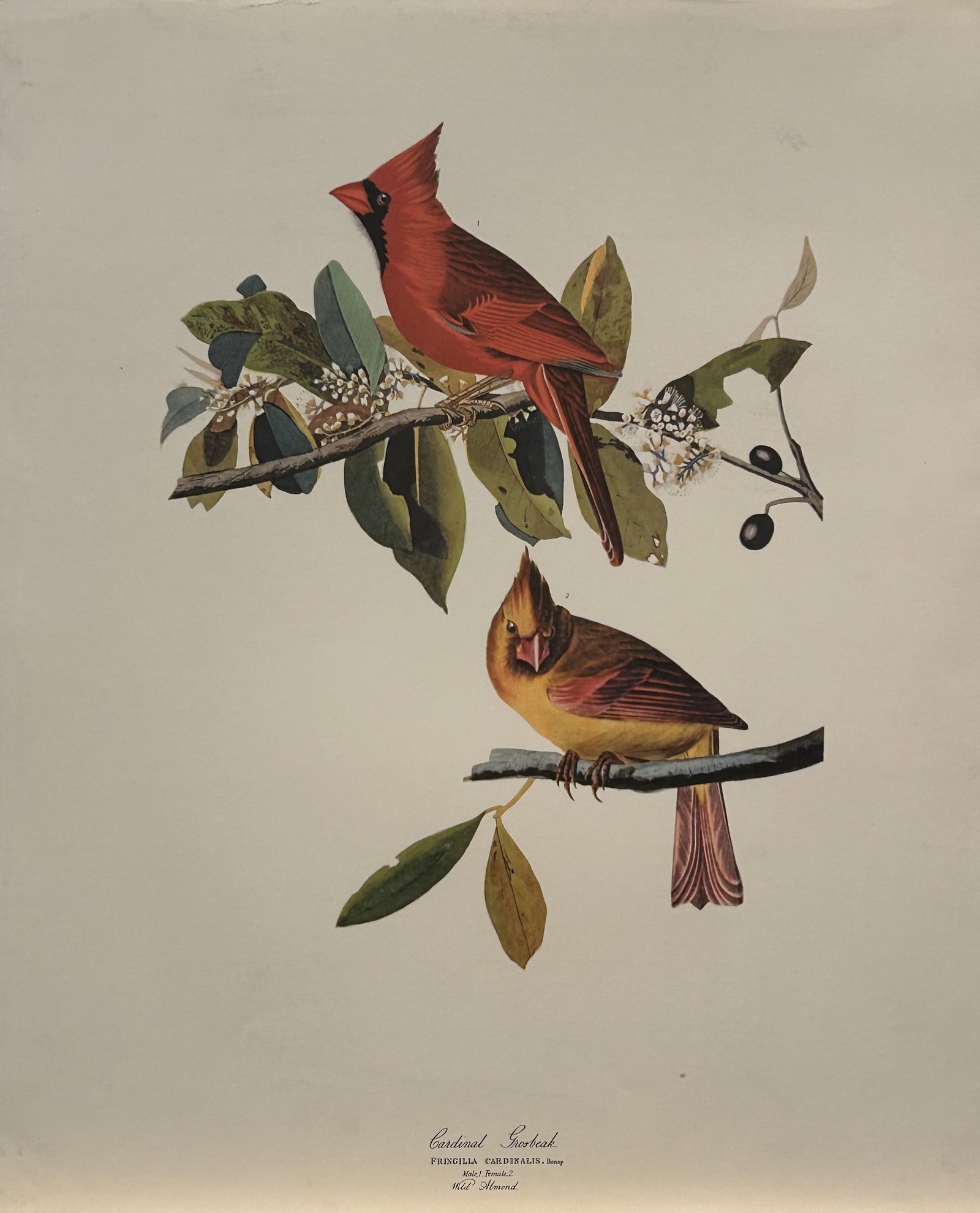 JJ Audubon - Cardinal Grosbeak 1964 (1 of 1)