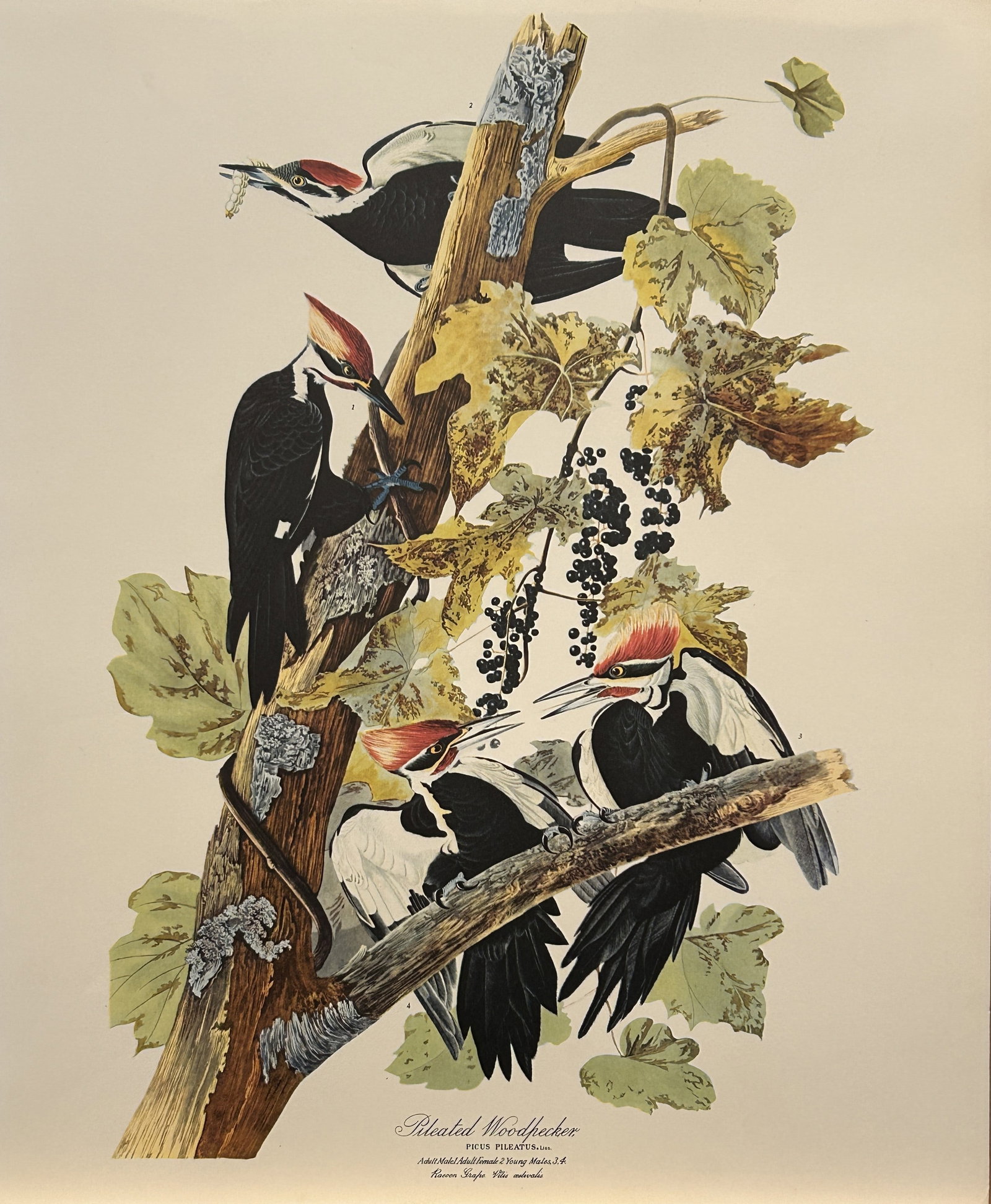 JJ Audubon - Pileated Woodpecker 1964 (1 of 1)
