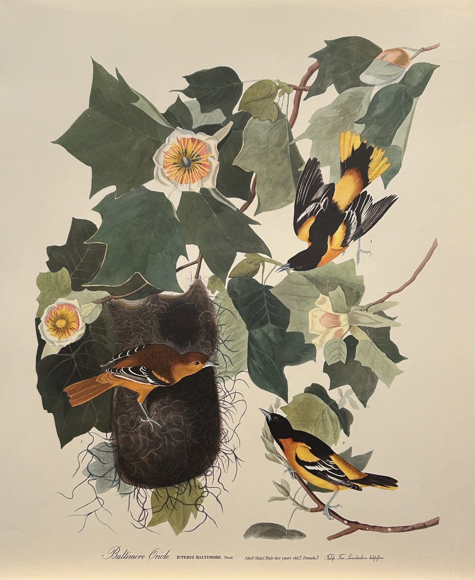 JJ Audubon - Baltimore Oriole 1964 (1 of 1)