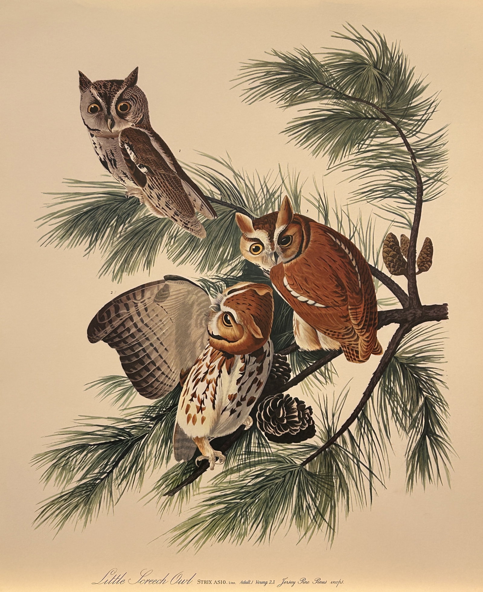 JJ Audubon - Little Screech Owl 1964 (1 of 1)