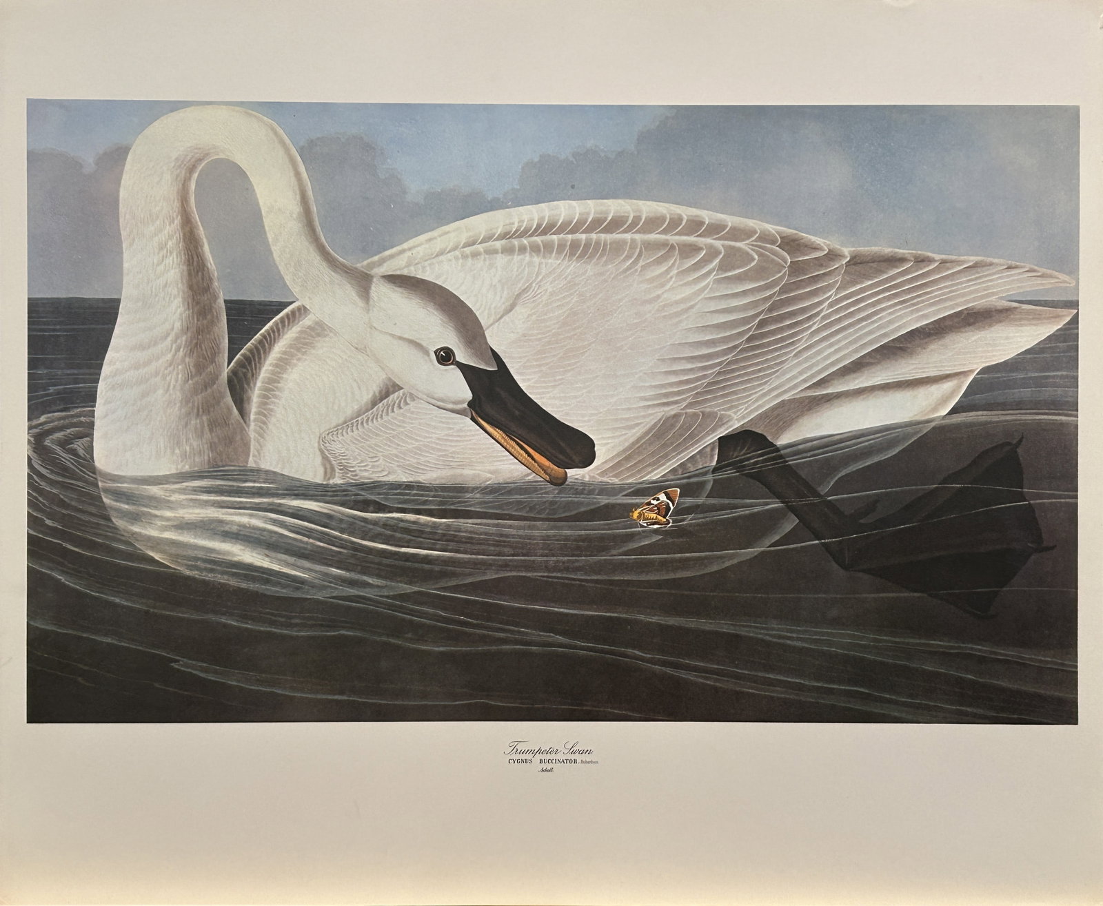 JJ Audubon - Trumpeter Swan 1964 (1 of 1)