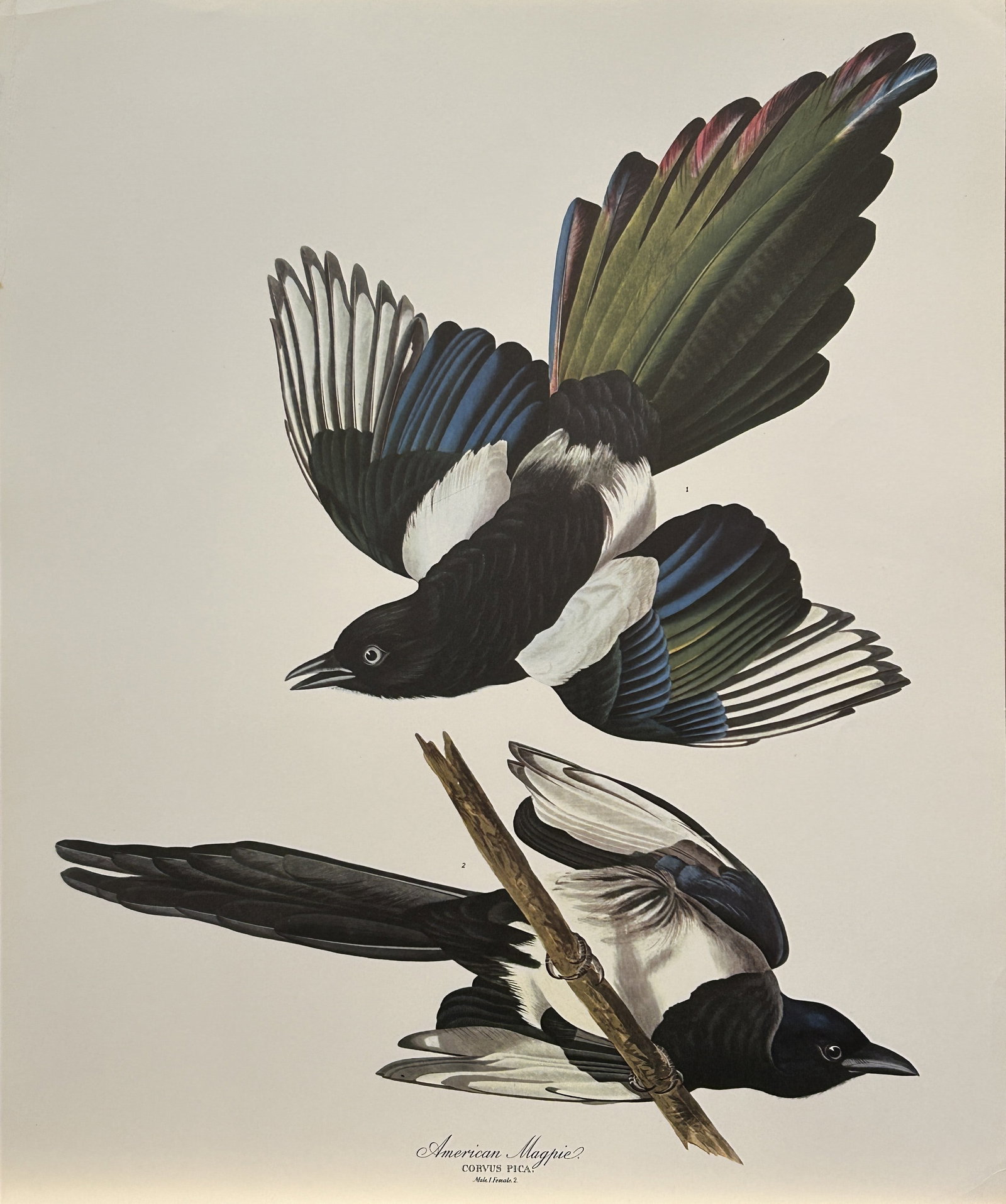 JJ Audubon - American Magpie 1964 (1 of 1)