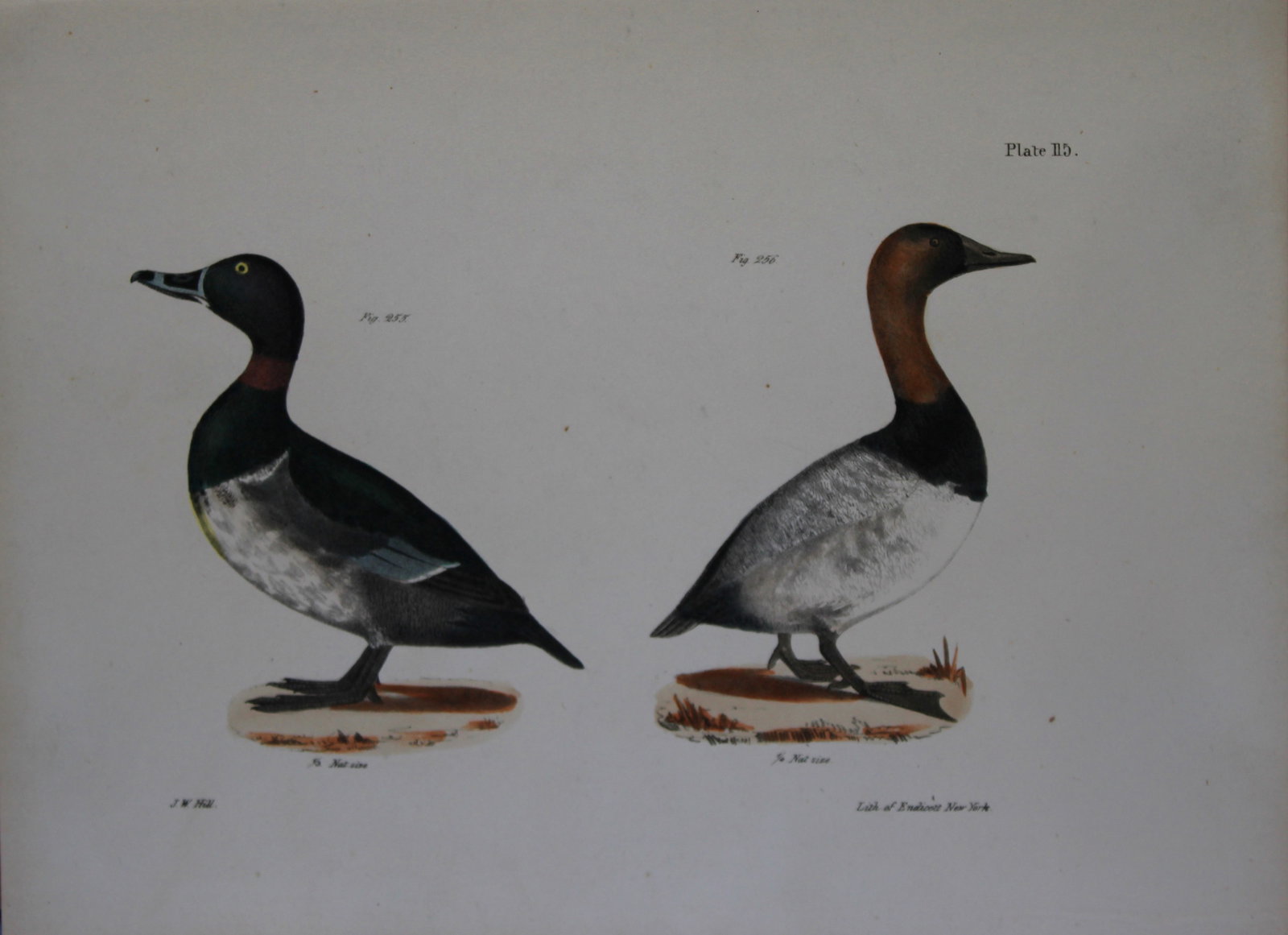 James E DeKay - Plate CXV The Bastard Broadbill and The Canvass-back 1844 (1 of 1)