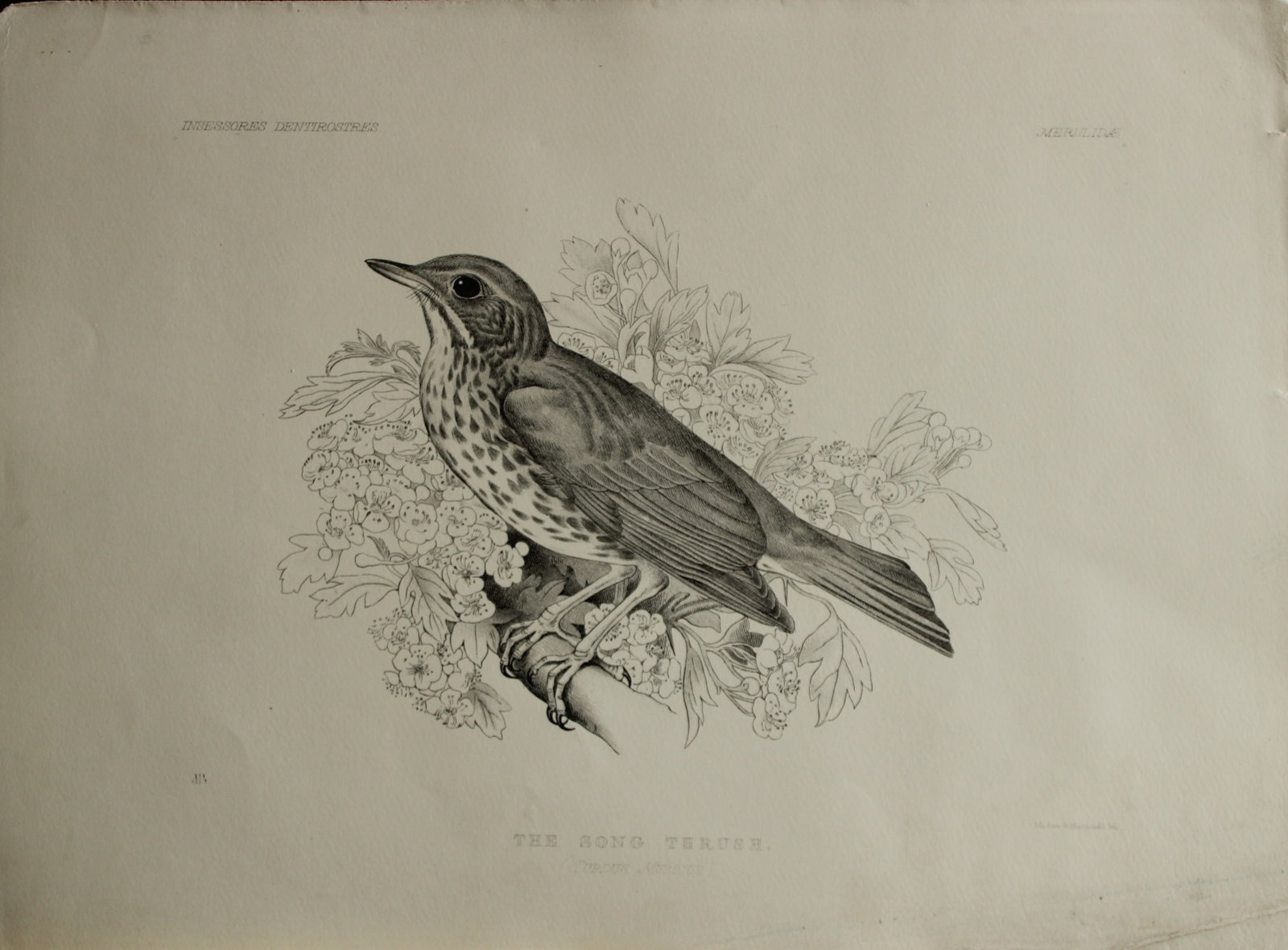 Mrs Jemima Blackburn - Lithograph of The Song Thrush 1862: This print is from the 1st edition of Birds Drawn from Nature by Jemima Blackburn, published in Edinburgh in 1862. These rare lithographs depict many different species of birds along with their nests 