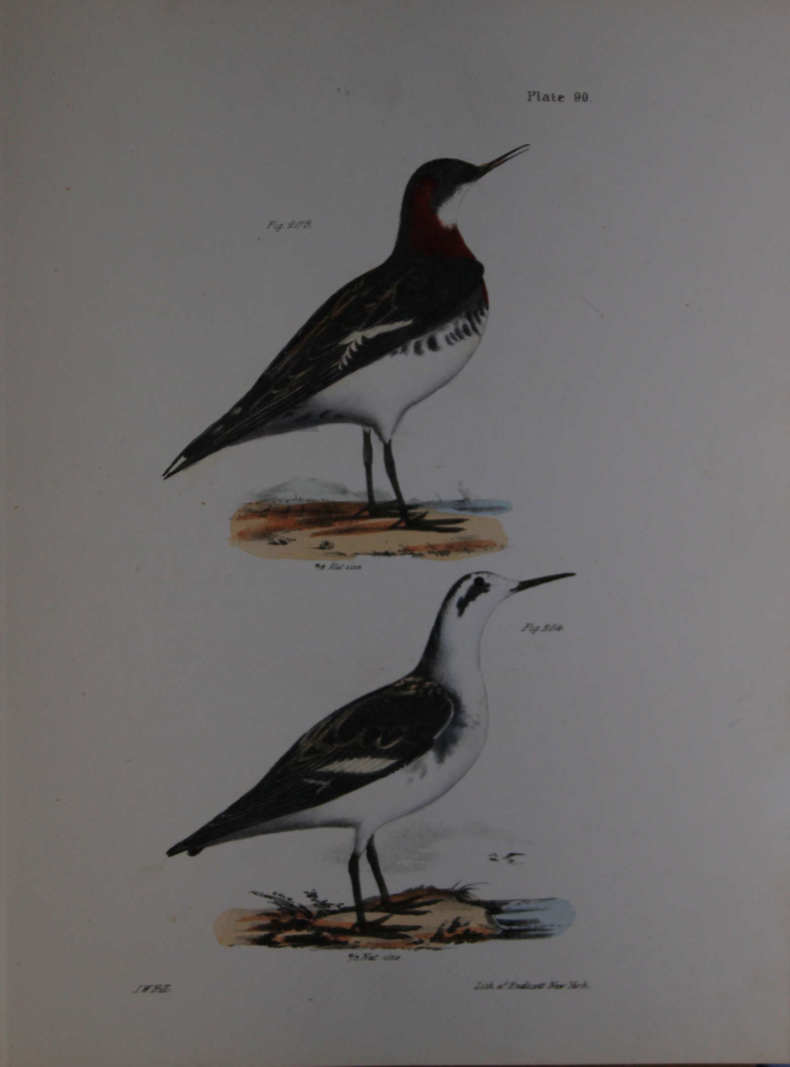 James E DeKay - Plate XC The Hyperborean Lobefoot 1844 (1 of 1)