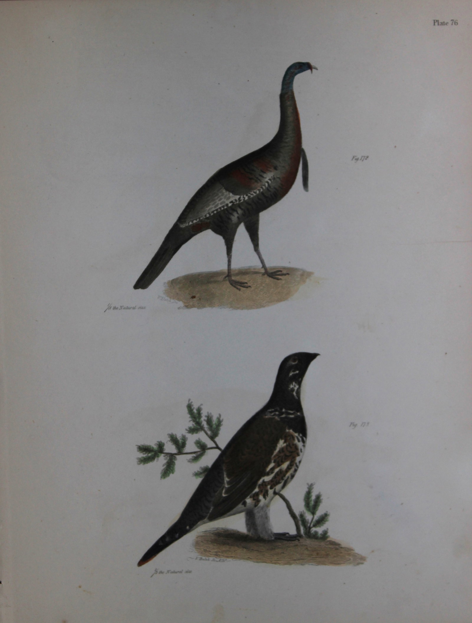 James E DeKay - Plate LXXVI The Wild Turkey and The Spruce Grouse 1844 (1 of 1)