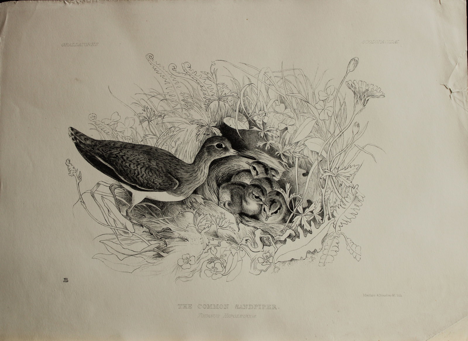 Mrs Jemima Blackburn - Lithograph of The Common Sandpiper 1862 (1 of 1)