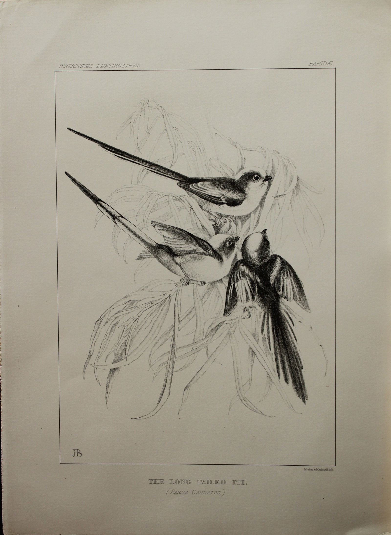 Mrs Jemima Blackburn - Lithograph of The Long-tailed Tit 1862 (1 of 1)