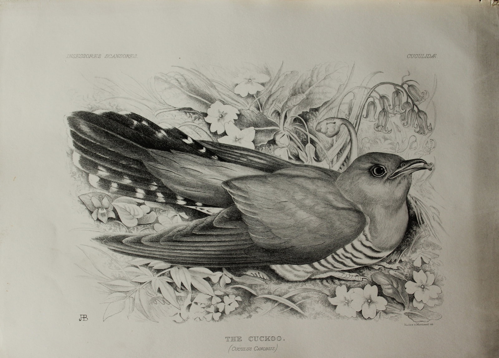 Mrs Jemima Blackburn - Lithograph of The Cuckoo 1862: This print is from the 1st edition of Birds Drawn from Nature by Jemima Blackburn, published in Edinburgh in 1862. These rare lithographs depict many different species of birds along with their nests 