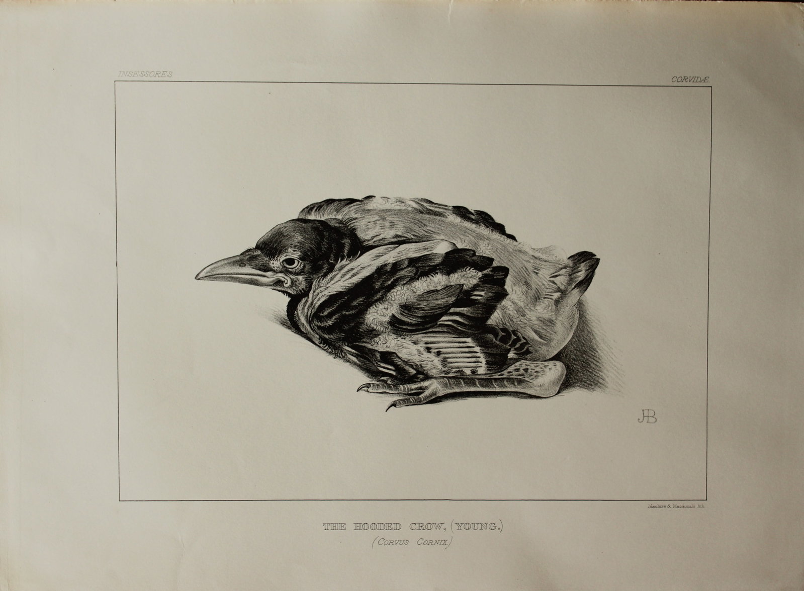 Mrs Jemima Blackburn - Lithograph of The Hooded Crow (Young) 1862 (1 of 1)