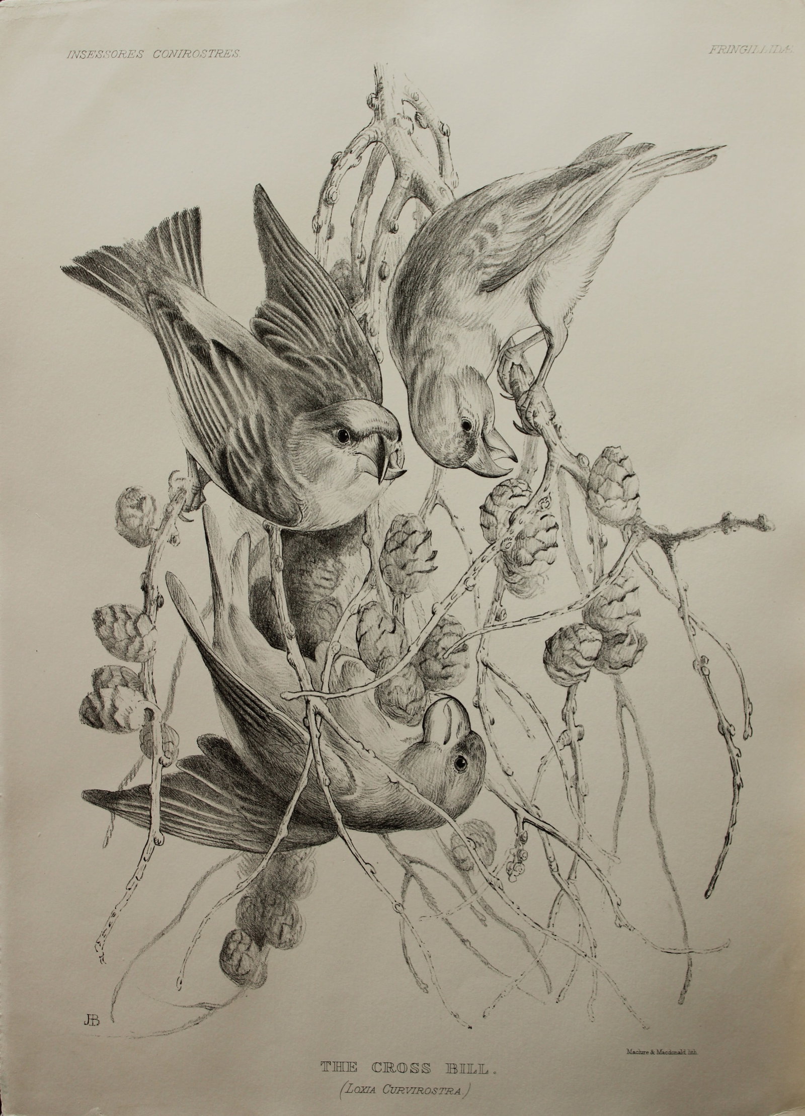 Mrs Jemima Blackburn - Lithograph of The Crossbill 1862 (1 of 1)