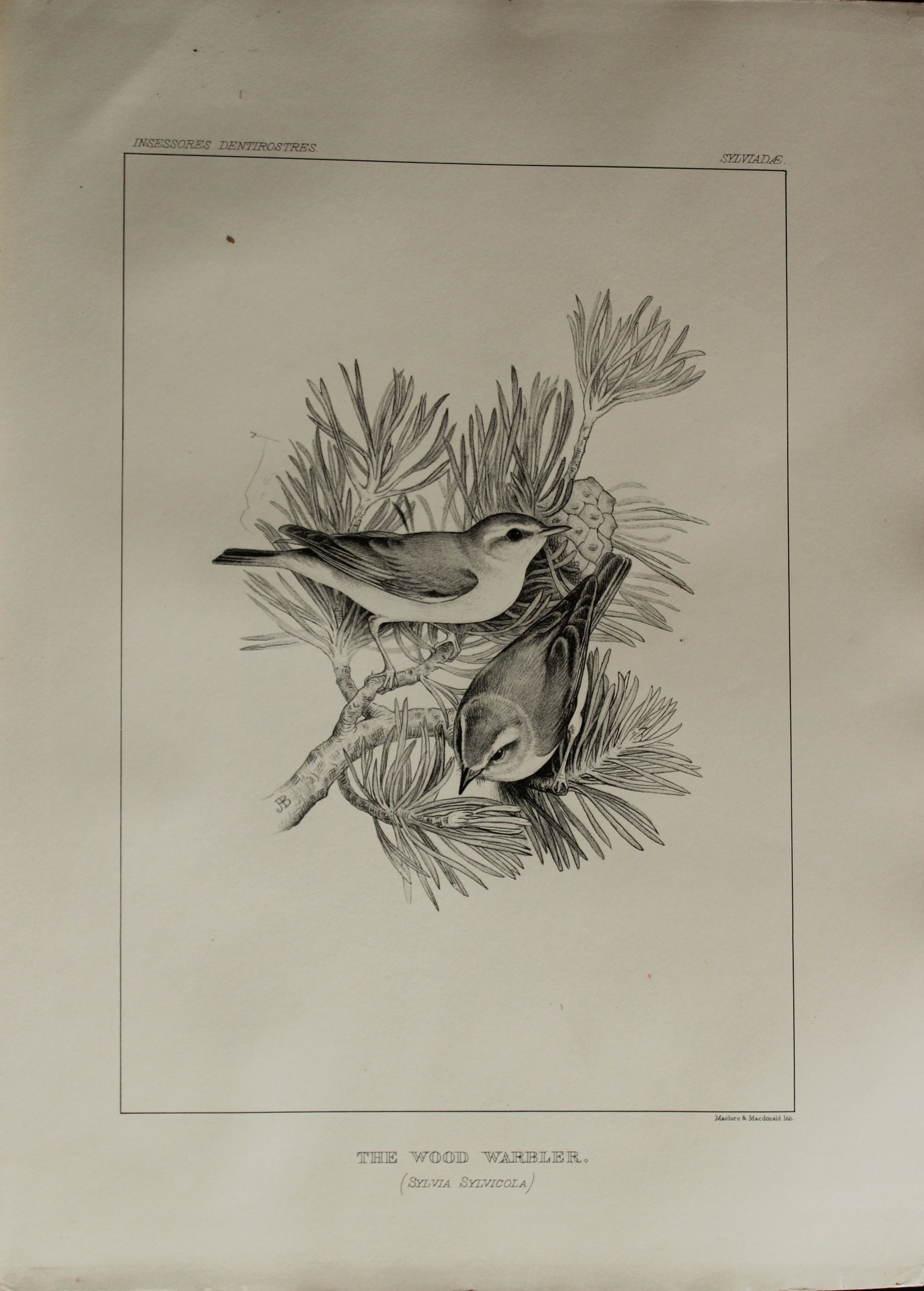 Mrs Jemima Blackburn - Lithograph of The Wood Warbler 1862: This print is from the 1st edition of Birds Drawn from Nature by Jemima Blackburn, published in Edinburgh in 1862. These rare lithographs depict many different species of birds along with their nests 