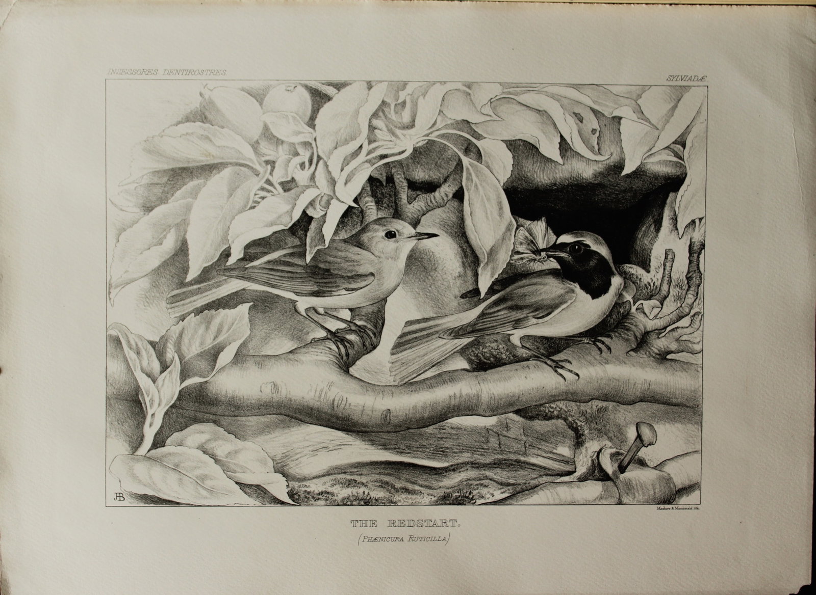 Mrs Jemima Blackburn - Lithograph of The Redstart 1862: This print is from the 1st edition of Birds Drawn from Nature by Jemima Blackburn, published in Edinburgh in 1862. These rare lithographs depict many different species of birds along with their nests 