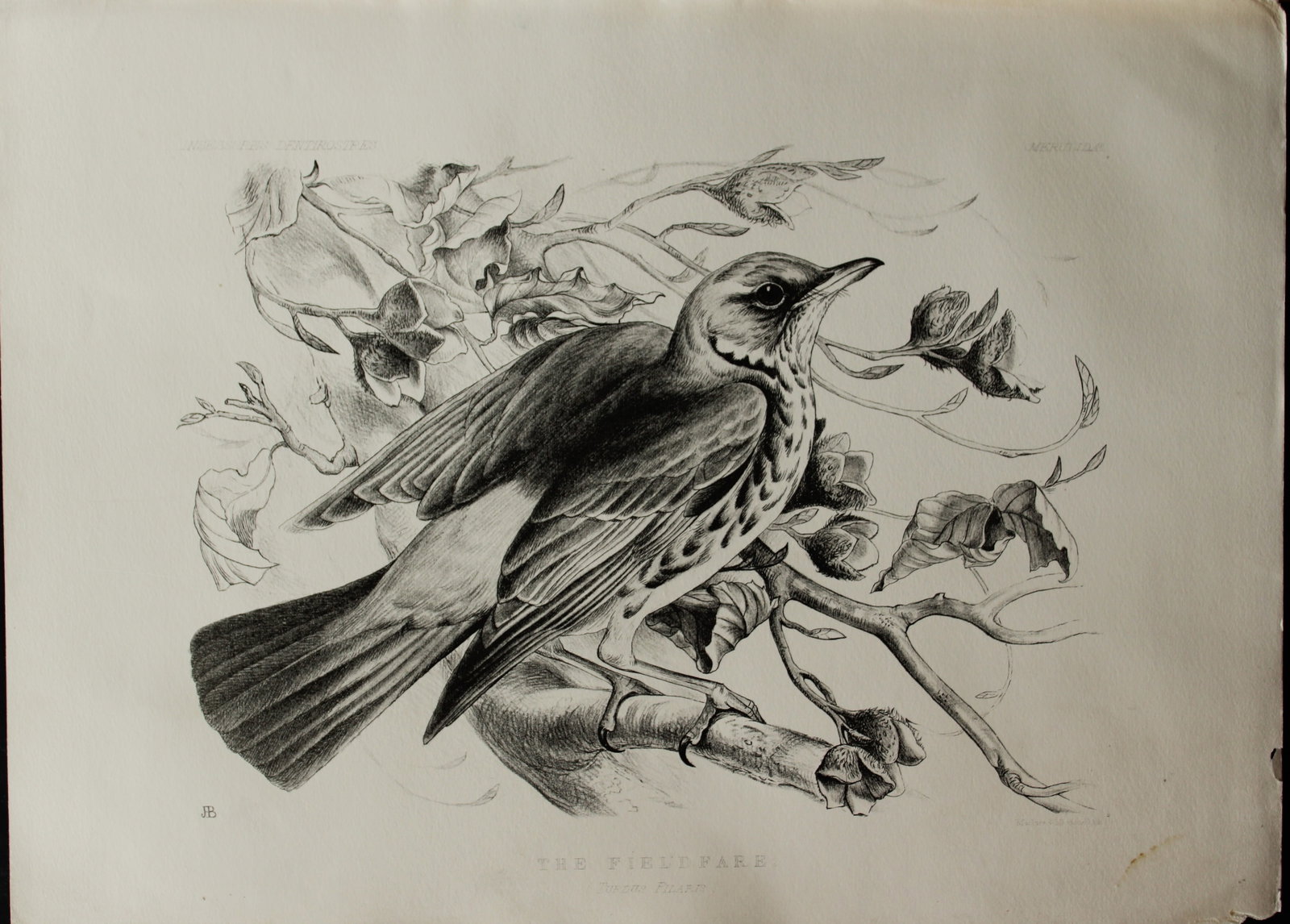 Mrs Jemima Blackburn - Lithograph of The Fieldfare 1862 (1 of 1)