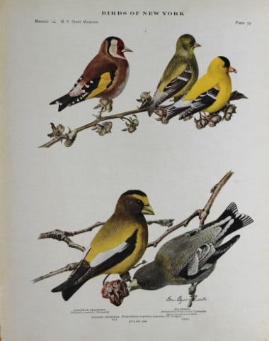 L Agassiz Fuertes - Chromolithograph of Goldfinches & Grosbeak 1914: This original antique chromolithograph is by Louis Agassiz Fuertes from Birds of New York by Elon Howard Eaton. Published by the University of the State of New York, Albany 1914.Size: approximately 9.