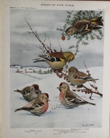L Agassiz Fuertes - Chromolithograph of Redpolls & Siskin 1914: This original antique chromolithograph is by Louis Agassiz Fuertes from Birds of New York by Elon Howard Eaton. Published by the University of the State of New York, Albany 1914.Size: approximately 9.