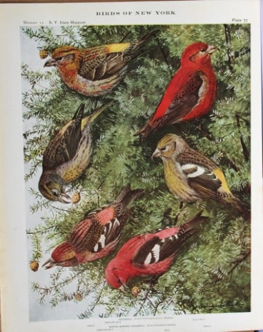 L Agassiz Fuertes - Chromolithograph of Crossbills 1914: This original antique chromolithograph is by Louis Agassiz Fuertes from Birds of New York by Elon Howard Eaton. Published by the University of the State of New York, Albany 1914.Size: approximately 9.