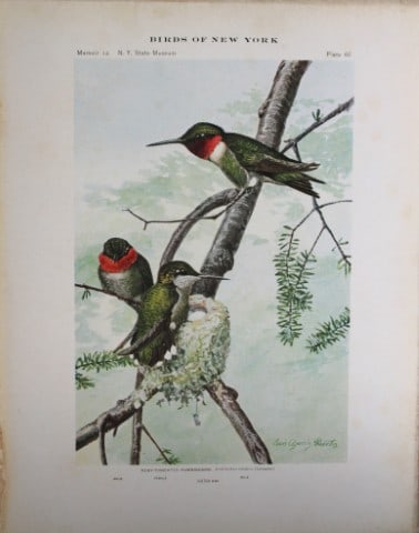 L Agassiz Fuertes - Chromolithograph of Ruby-throated Hummingbirds 1914: This original antique chromolithograph is by Louis Agassiz Fuertes from Birds of New York by Elon Howard Eaton. Published by the University of the State of New York, Albany 1914.Size: approximately 9.