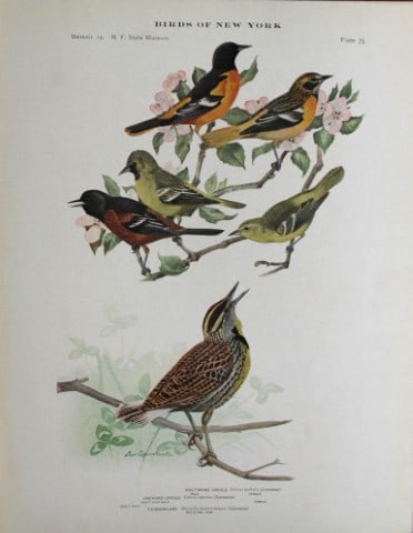 L Agassiz Fuertes - Chromolithograph of Orioles & Meadowlark 1914: This original antique chromolithograph is by Louis Agassiz Fuertes from Birds of New York by Elon Howard Eaton. Published by the University of the State of New York, Albany 1914.Size: approximately 9.