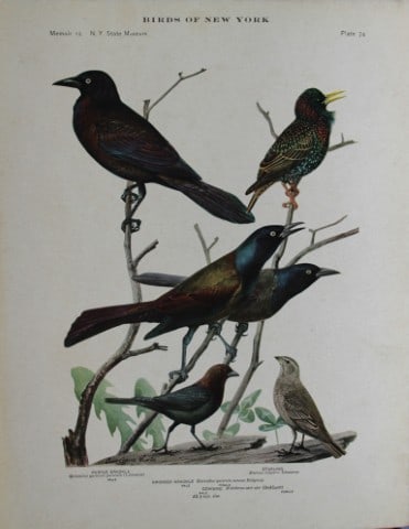 L Agassiz Fuertes - Chromolithograph of Grackles, Starling & Cowbird 1914: This original antique chromolithograph is by Louis Agassiz Fuertes from Birds of New York by Elon Howard Eaton. Published by the University of the State of New York, Albany 1914.Size: approximately 9.