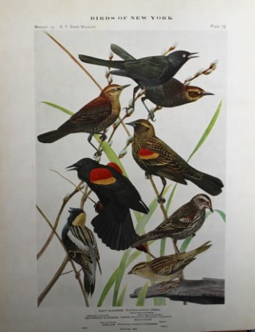 L Agassiz Fuertes - Chromolithograph of Blackbirds & Bobolink 1914: This original antique chromolithograph is by Louis Agassiz Fuertes from Birds of New York by Elon Howard Eaton. Published by the University of the State of New York, Albany 1914.Size: approximately 9.