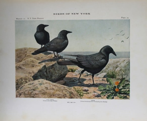 L Agassiz Fuertes - Chromolithograph of Crows 1914: This original antique chromolithograph is by Louis Agassiz Fuertes from Birds of New York by Elon Howard Eaton. Published by the University of the State of New York, Albany 1914.Size: approximately 9.