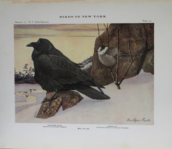 L Agassiz Fuertes - Chromolithograph of Northern Raven & Canada Jay 1914: This original antique chromolithograph is by Louis Agassiz Fuertes from Birds of New York by Elon Howard Eaton. Published by the University of the State of New York, Albany 1914.Size: approximately 9.