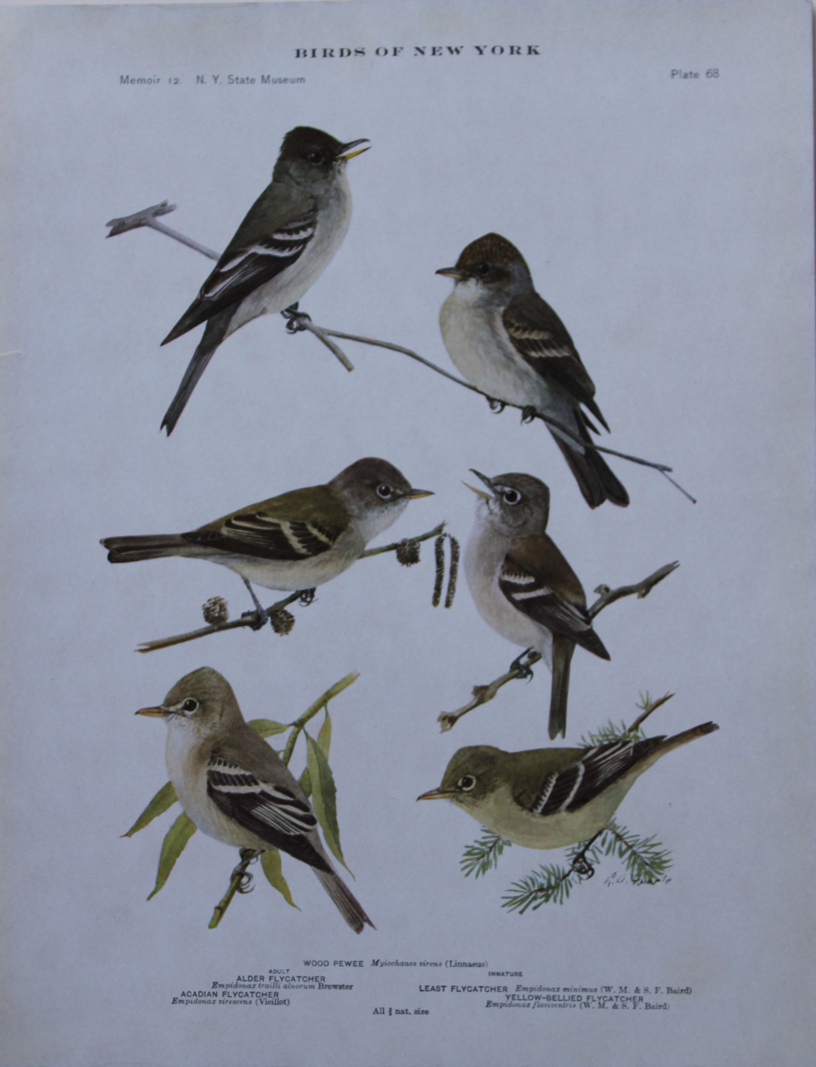 L Agassiz Fuertes - Chromolithograph of Pewee and Flycatchers 1910: This original antique chromolithograph is by Louis Agassiz Fuertes from Birds of New York by Elon Howard Eaton. Published by the University of the State of New York, Albany 1910.Size: approximately 9.