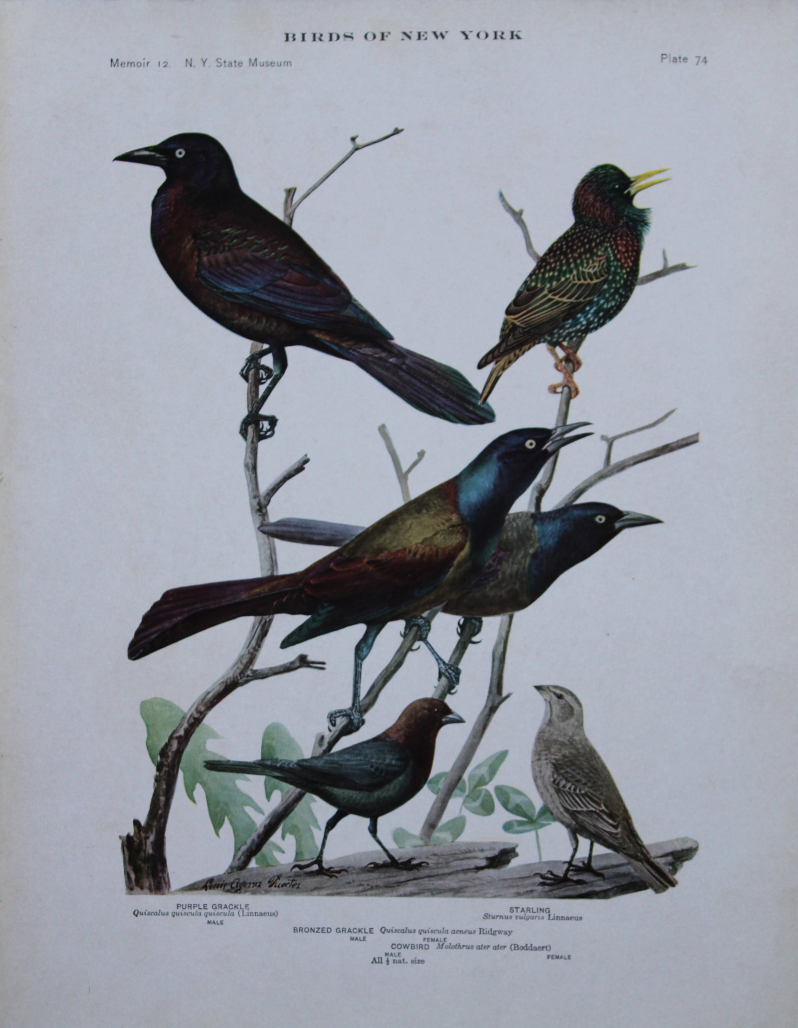 L Agassiz Fuertes - Chromolithograph of Grackles, Cowbird and Starling 1910: This original antique chromolithograph is by Louis Agassiz Fuertes from Birds of New York by Elon Howard Eaton. Published by the University of the State of New York, Albany 1910.Size: approximately 9.