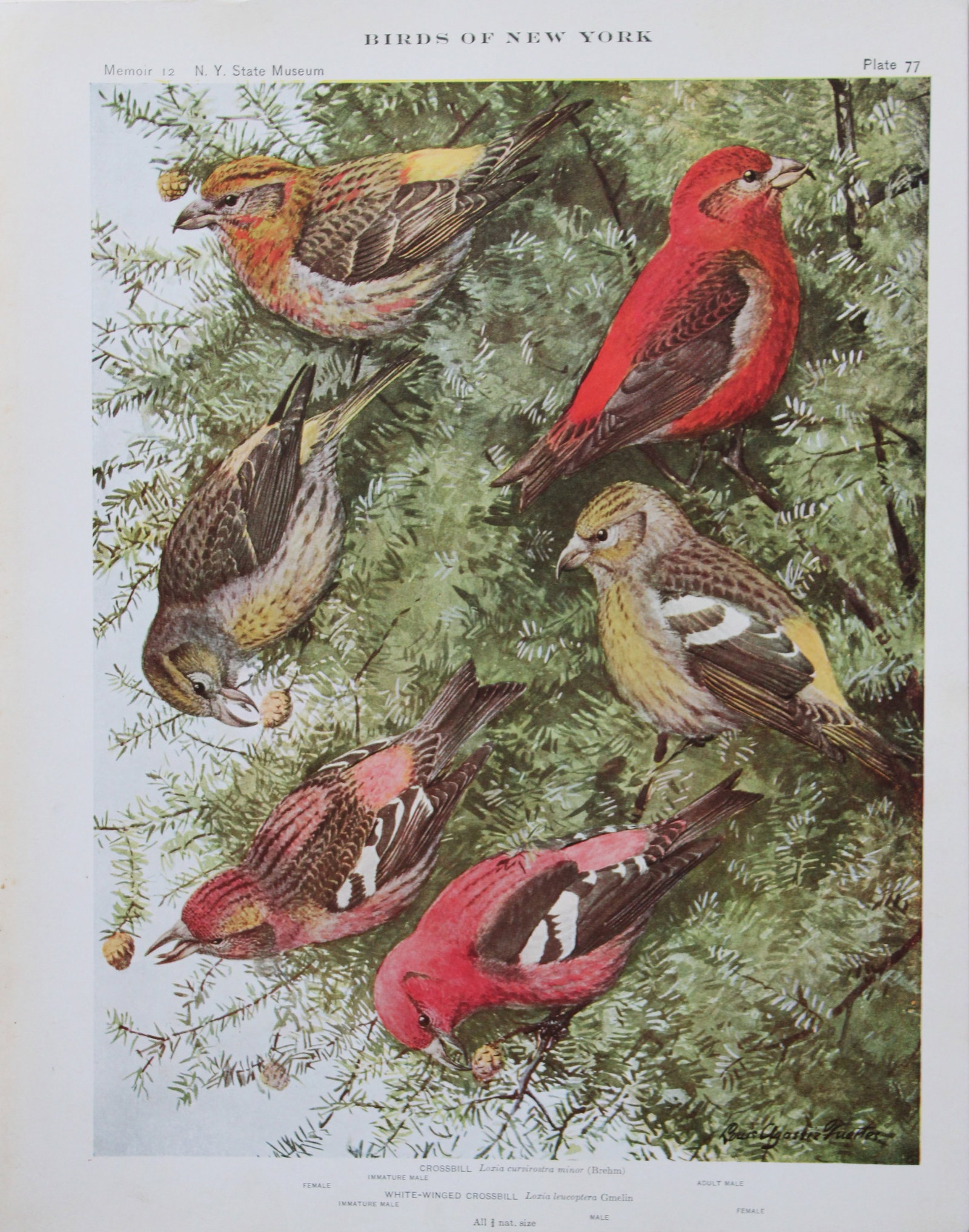 L Agassiz Fuertes - Chromolithograph of Crossbills 1910: This original antique chromolithograph is by Louis Agassiz Fuertes from Birds of New York by Elon Howard Eaton. Published by the University of the State of New York, Albany 1910.Size: approximately 9.