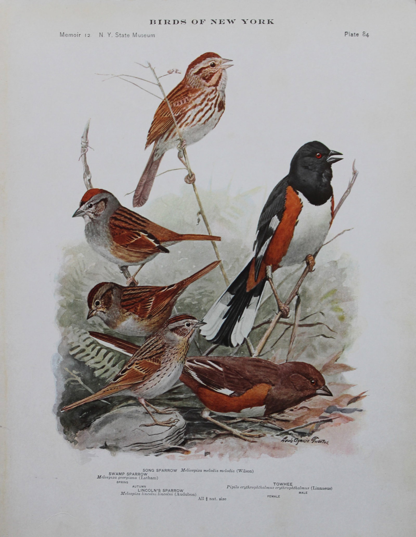 L Agassiz Fuertes - Chromolithograph of Sparrows and Towhee 1910: This original antique chromolithograph is by Louis Agassiz Fuertes from Birds of New York by Elon Howard Eaton. Published by the University of the State of New York, Albany 1910.Size: approximately 9.