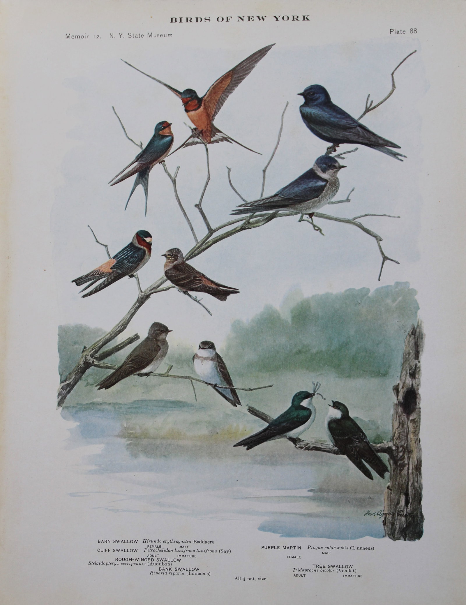 L Agassiz Fuertes - Chromolithograph of Swallows and Martins 1910: This original antique chromolithograph is by Louis Agassiz Fuertes from Birds of New York by Elon Howard Eaton. Published by the University of the State of New York, Albany 1910.Size: approximately 9.