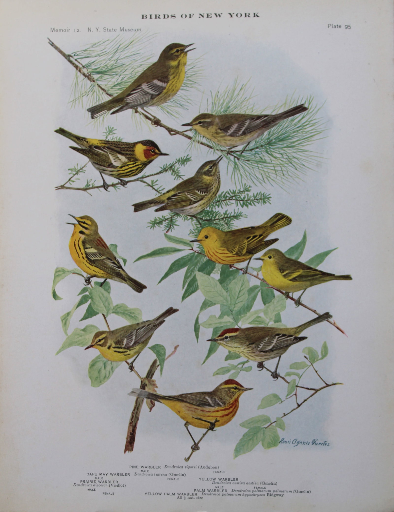 L Agassiz Fuertes - Chromolithograph of Warblers 1910: This original antique chromolithograph is by Louis Agassiz Fuertes from Birds of New York by Elon Howard Eaton. Published by the University of the State of New York, Albany 1910.Size: approximately 9.