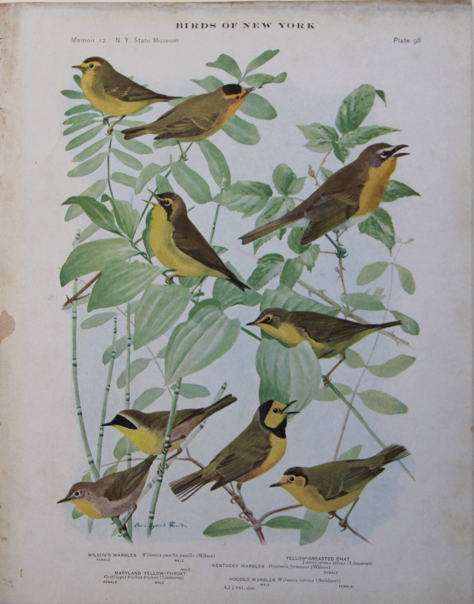 L Agassiz Fuertes - Chromolithograph of Warblers, Maryland Yellow-Throat and Chat 1910: This original antique chromolithograph is by Louis Agassiz Fuertes from Birds of New York by Elon Howard Eaton. Published by the University of the State of New York, Albany 1910.Size: approximately 9.