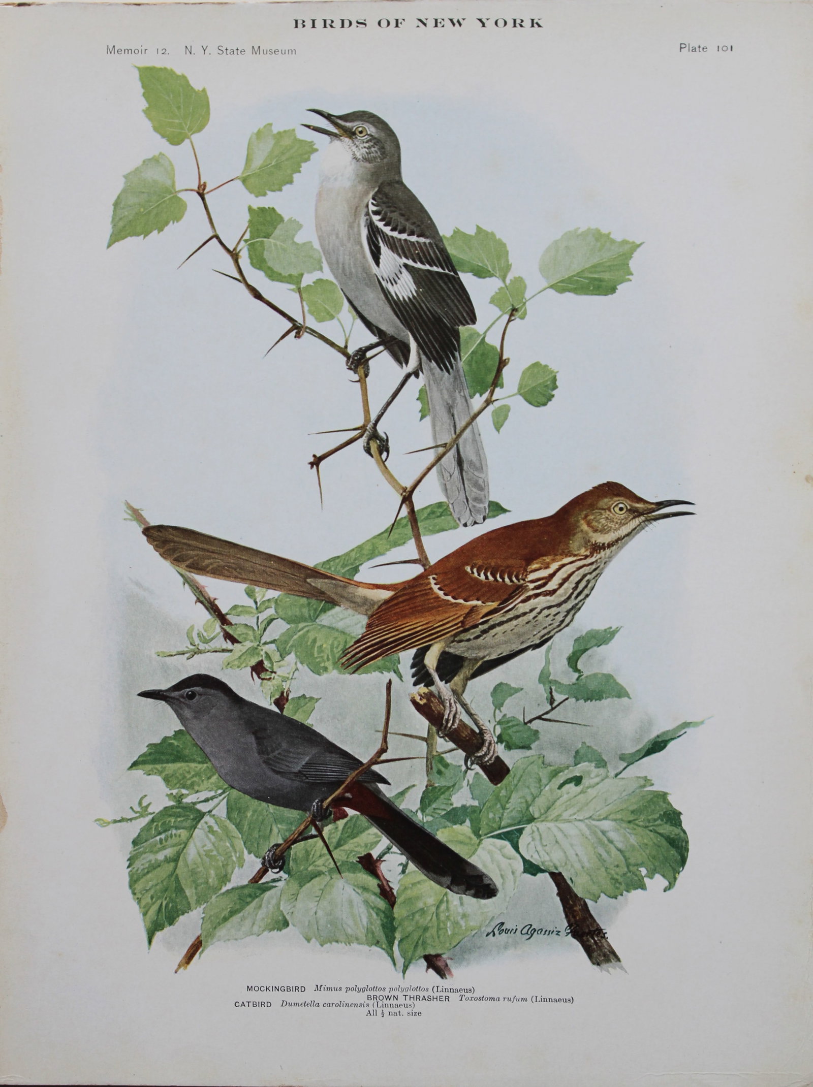 L Agassiz Fuertes - Chromolithograph of Mockingbird, Brown Thrasher and Catbird 1910 (1 of 1)