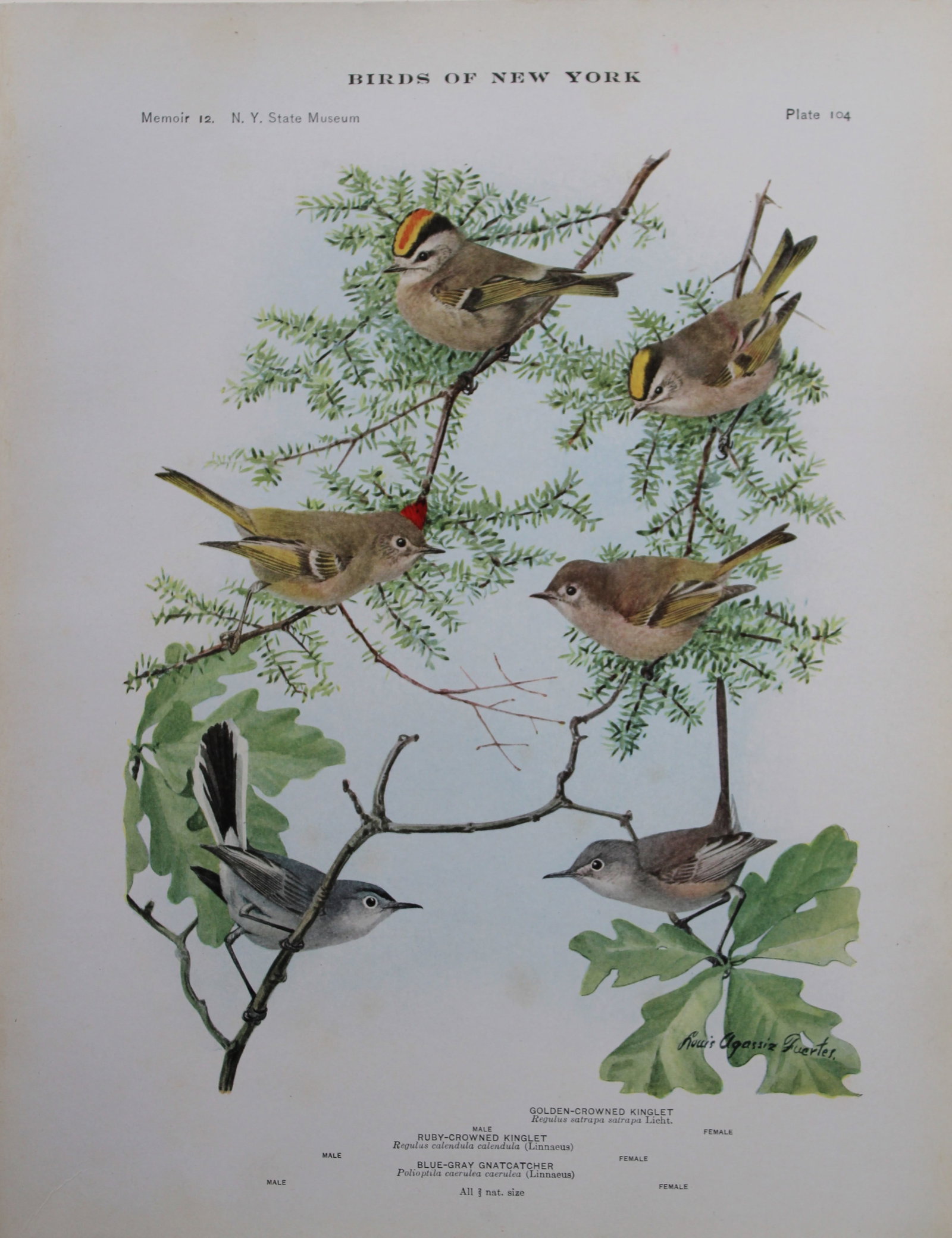 L Agassiz Fuertes - Chromolithograph of Kinglets and Gnatcatchers 1910: This original antique chromolithograph is by Louis Agassiz Fuertes from Birds of New York by Elon Howard Eaton. Published by the University of the State of New York, Albany 1910.Size: approximately 9.