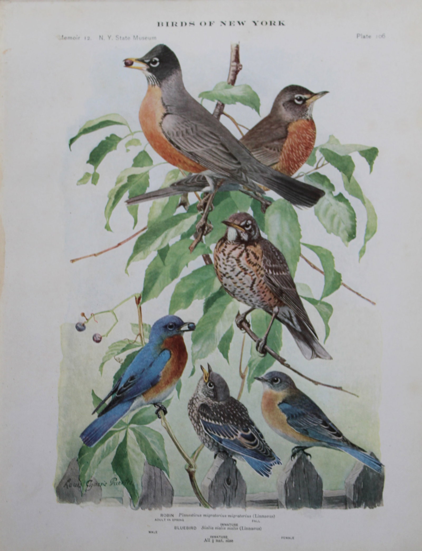 L Agassiz Fuertes - Chromolithograph of Robin and Bluebird 1910 (1 of 1)