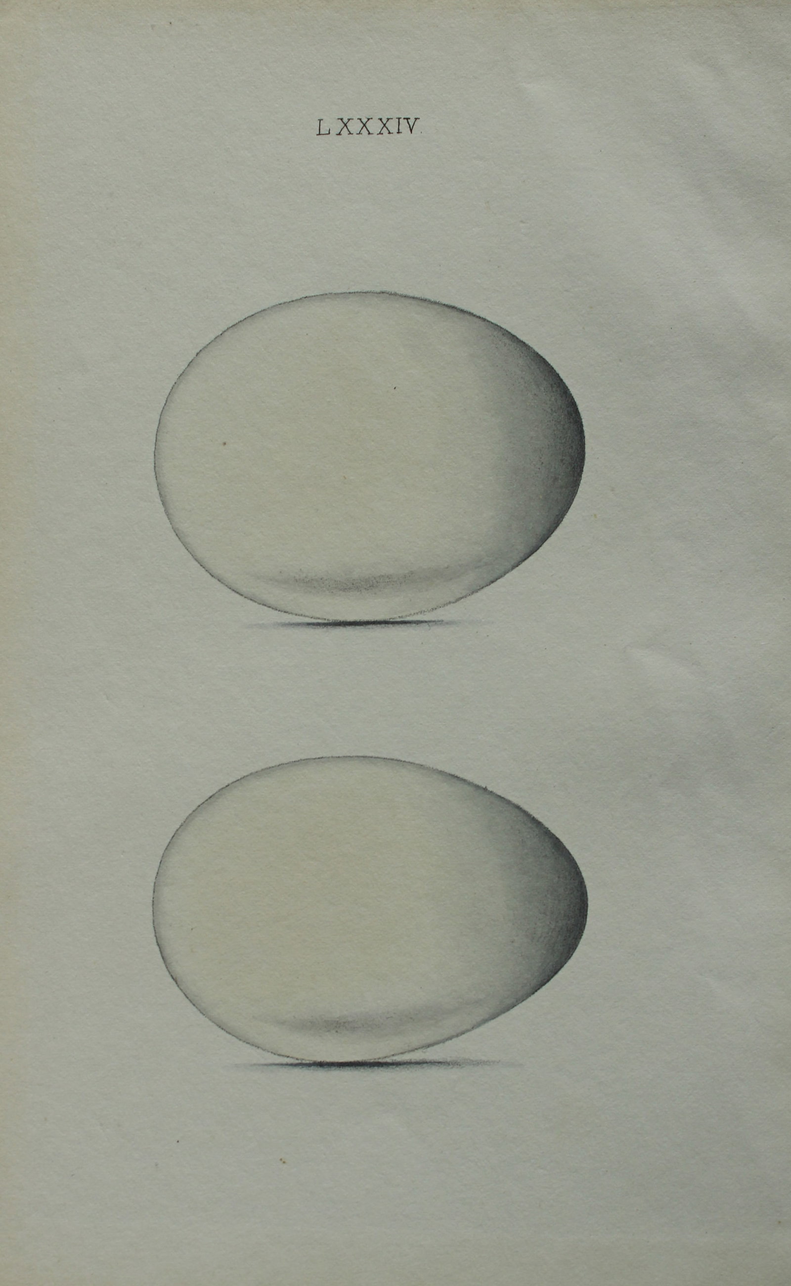 W Hewitson - Hand coloured engraving of White and Black Storks eggs 1856 (1 of 1)