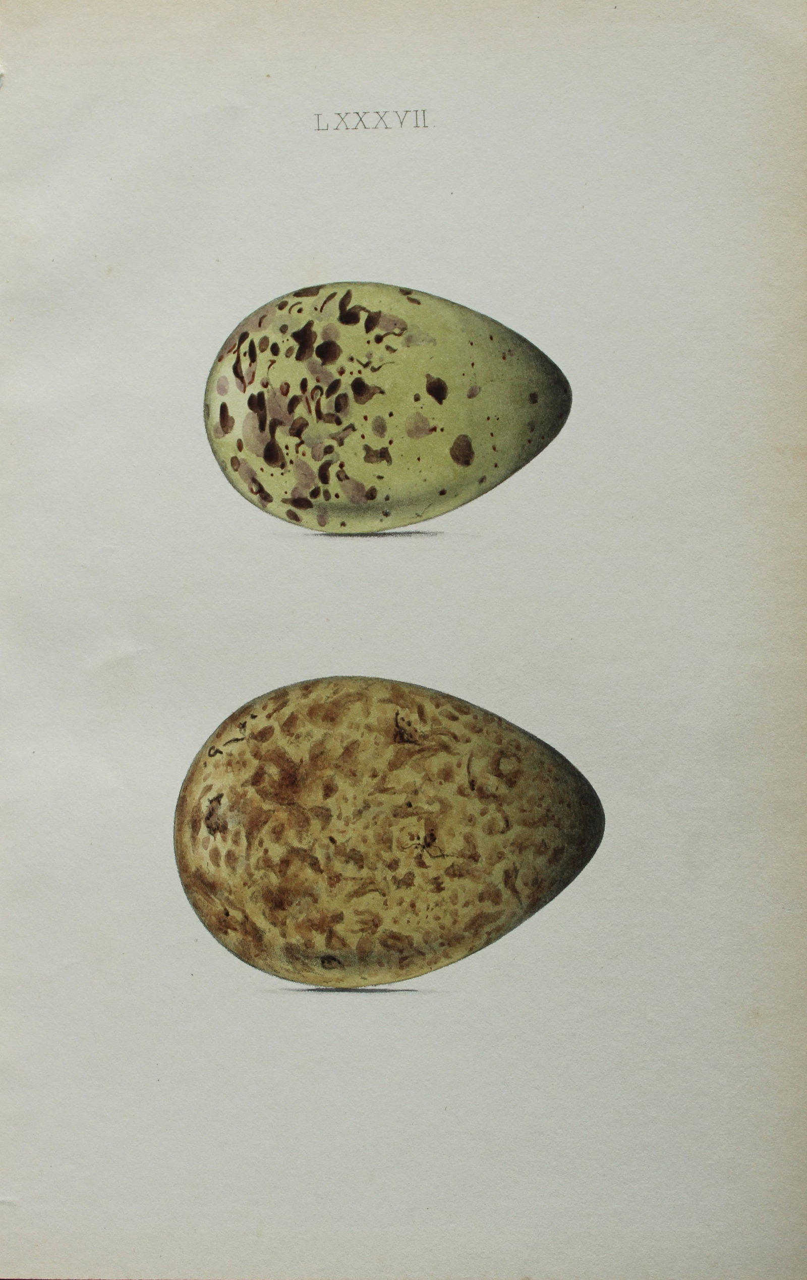 W Hewitson - Hand coloured engraving of Curlew and Whimbrel eggs 1856 (1 of 1)