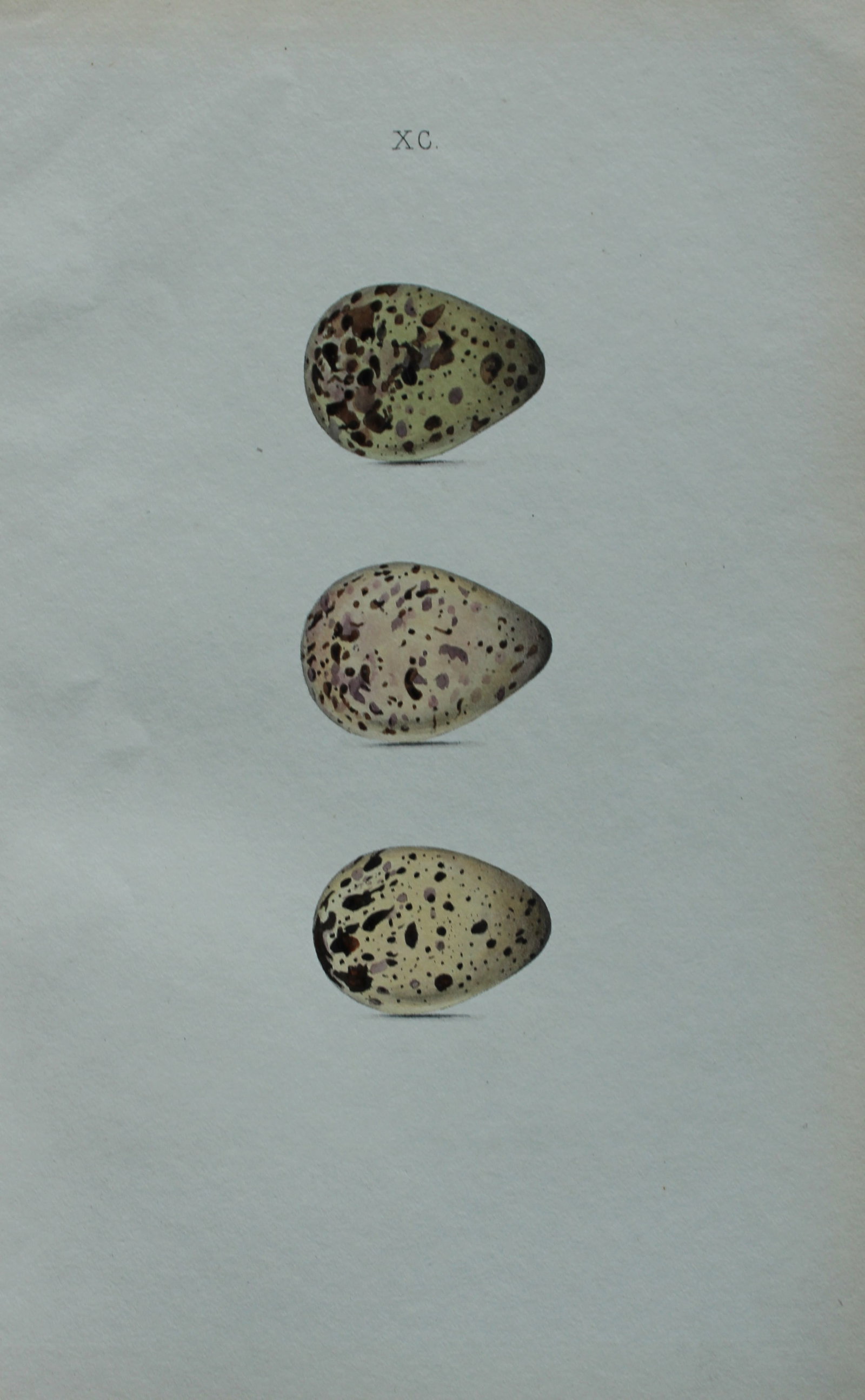 W Hewitson - Hand coloured engraving of Wood, Common and Green Sandpipers eggs 1856 (1 of 1)